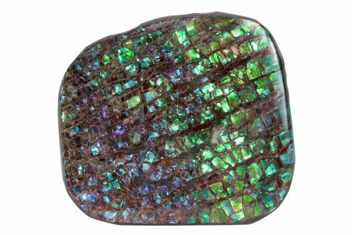 Flashy Ammolite (Fossil Ammonite Shell) - Greens & Purples #378464